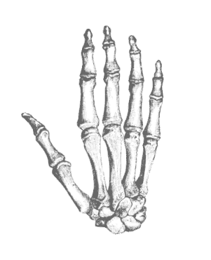 Handknochen Illustration