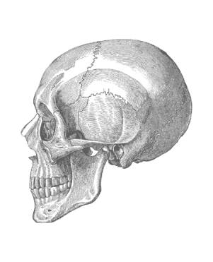 Schädelknochen Illustration